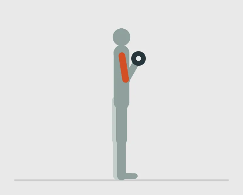 Alternating Dumbbell Curl, end position