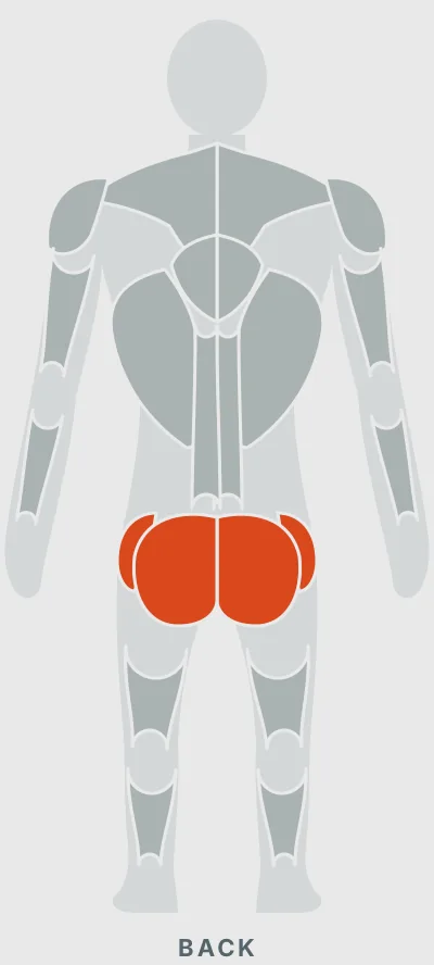 Band Seated Hip Abduction: muscles worked, back view