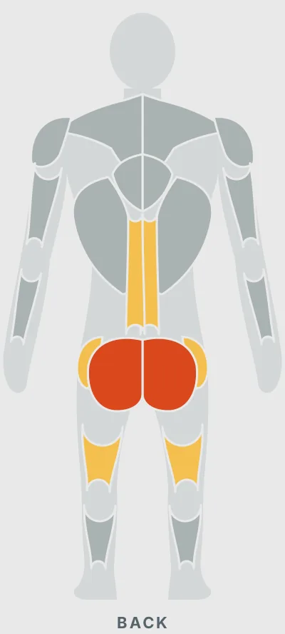 Banded Glute Bridge: muscles worked, back view