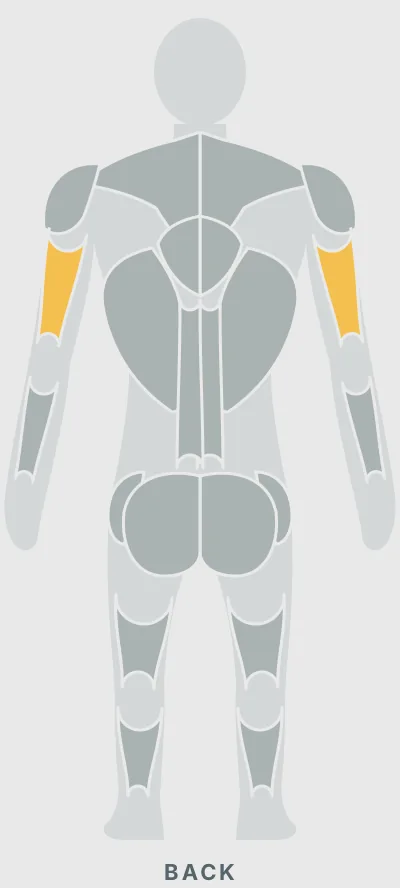 Barbell Bench Press: muscles worked, back view