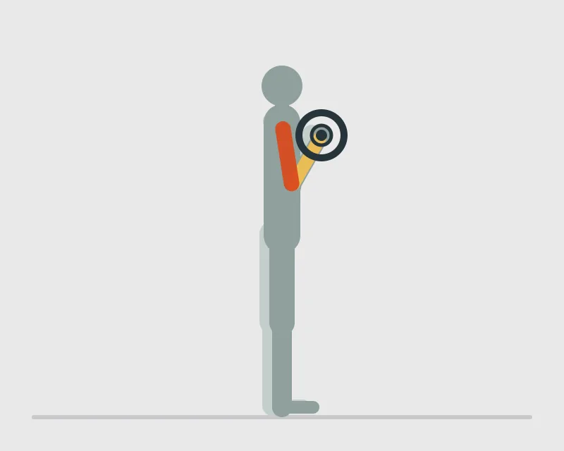 Barbell Curl, end position