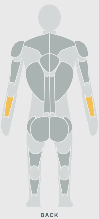 Barbell Curl: muscles worked, back view