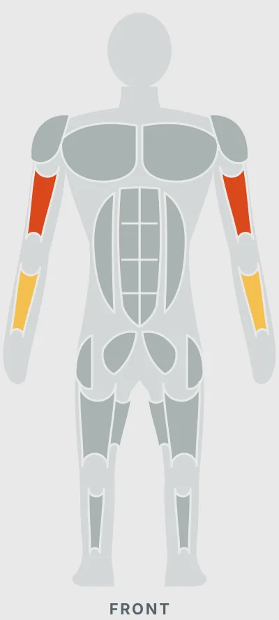 Barbell Curl: muscles worked, front view