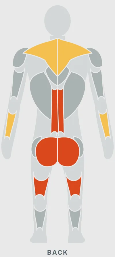 Barbell Deadlift: muscles worked, back view