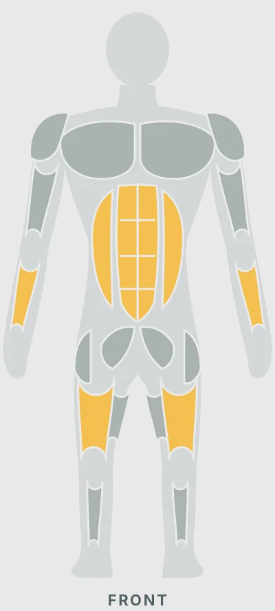 Barbell Deadlift: muscles worked, front view