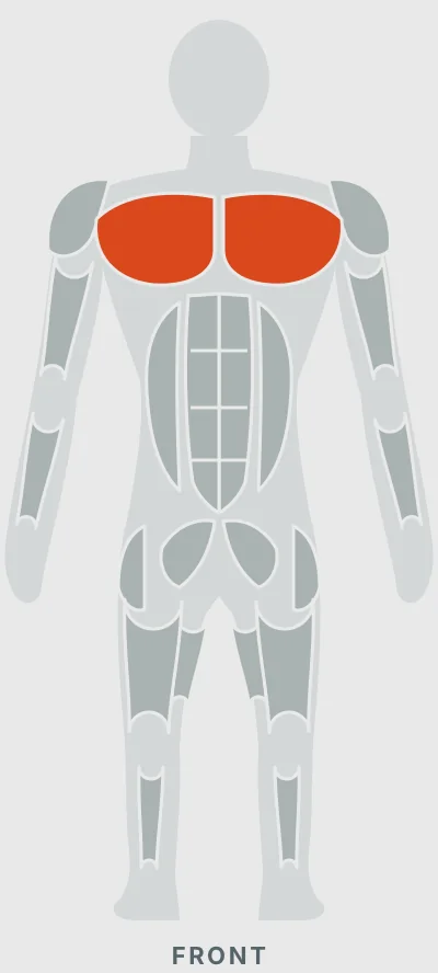 Barbell Pullover: muscles worked, front view
