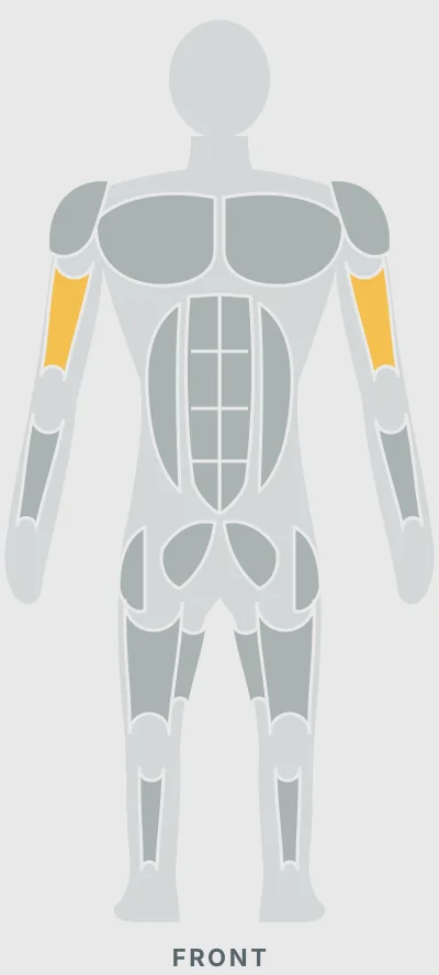 Barbell Row: muscles worked, front view
