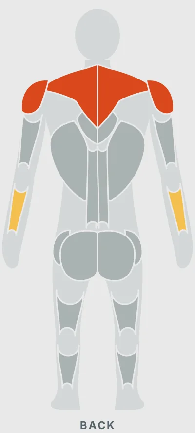Barbell Upright Row: muscles worked, back view