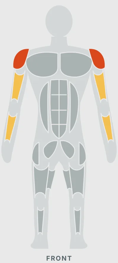 Barbell Upright Row: muscles worked, front view
