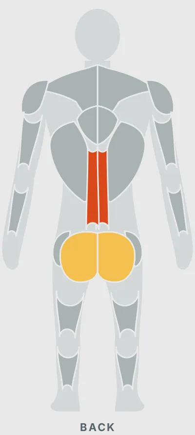 Bird Dog: muscles worked, back view