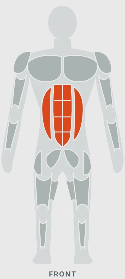 Bird Dog: muscles worked, front view