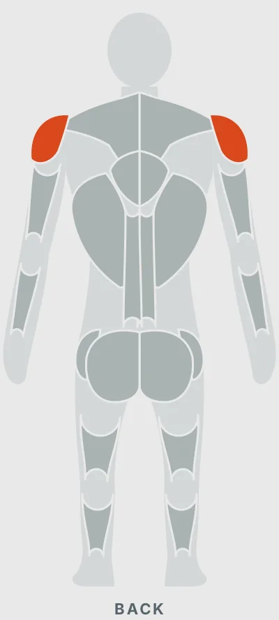 Cable One-Arm Lateral Raise: muscles worked, back view