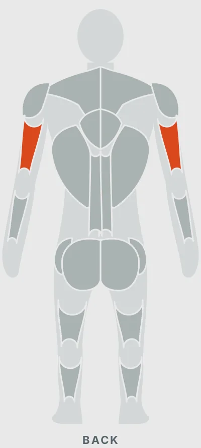 Cable Rope Pushdown: muscles worked, back view