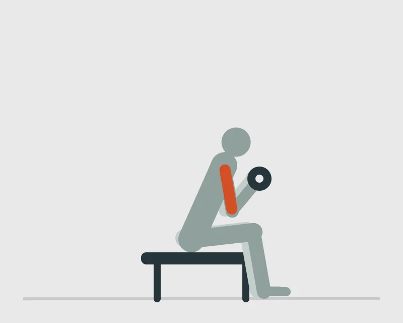 Dumbbell Concentration Curl, end position
