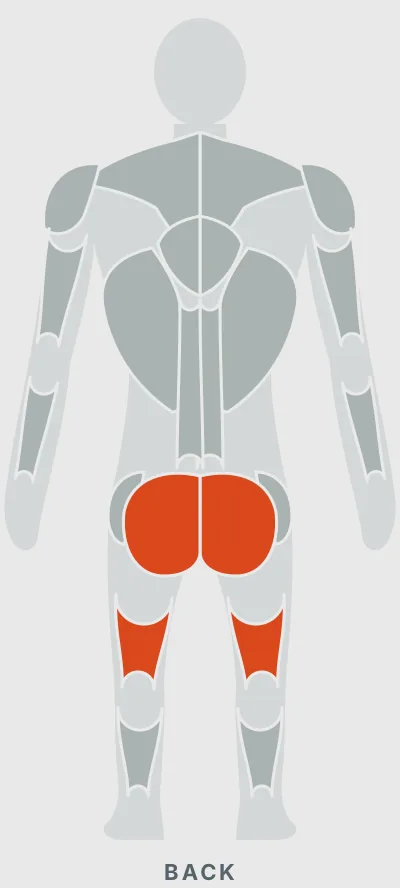 Dumbbell Goblet Squat: muscles worked, back view