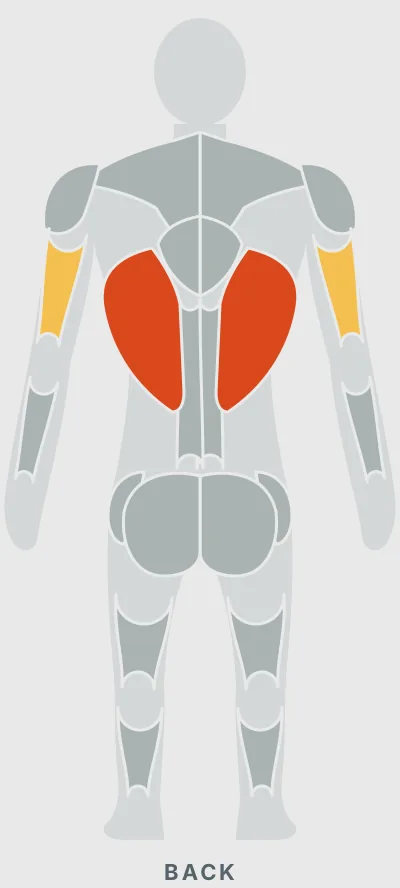 Dumbbell Pullover: muscles worked, back view
