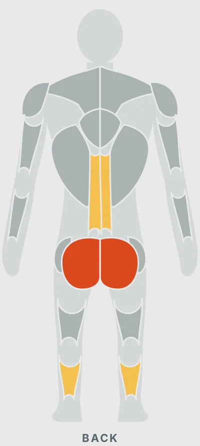 Dumbbell Step Up: muscles worked, back view