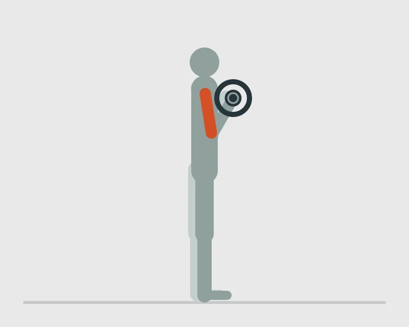 EZ Barbell Curl, end position