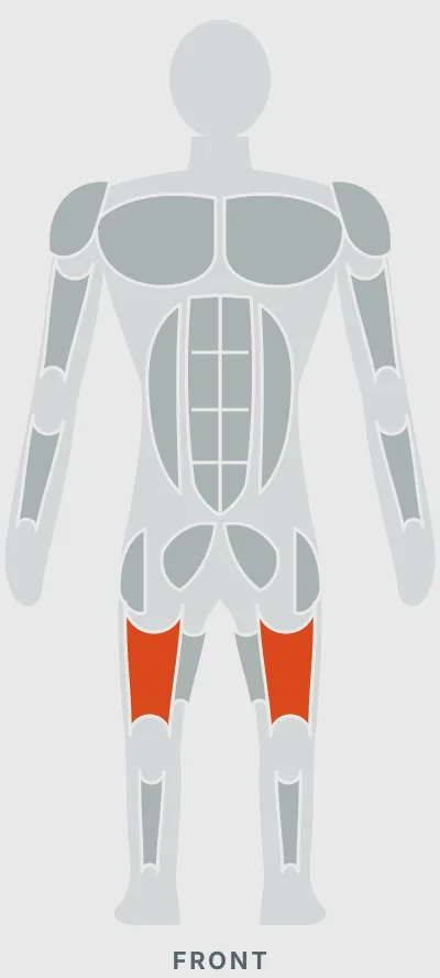 Front Squat: muscles worked, front view