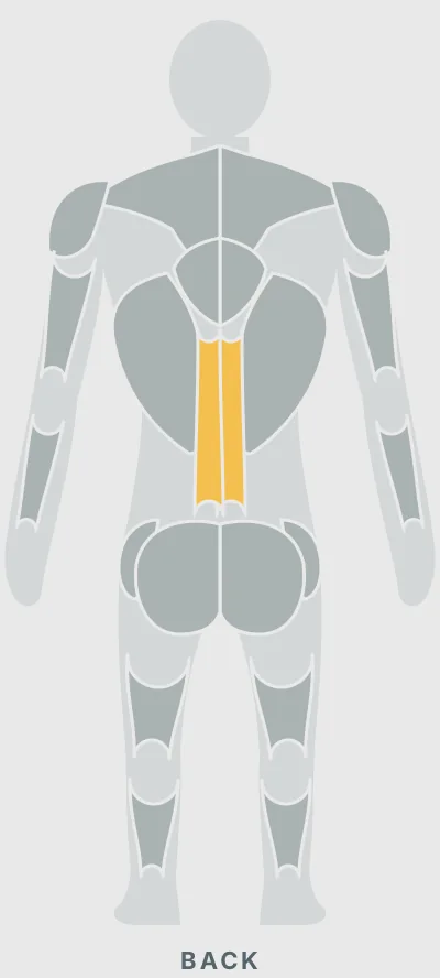 Groiners: muscles worked, back view