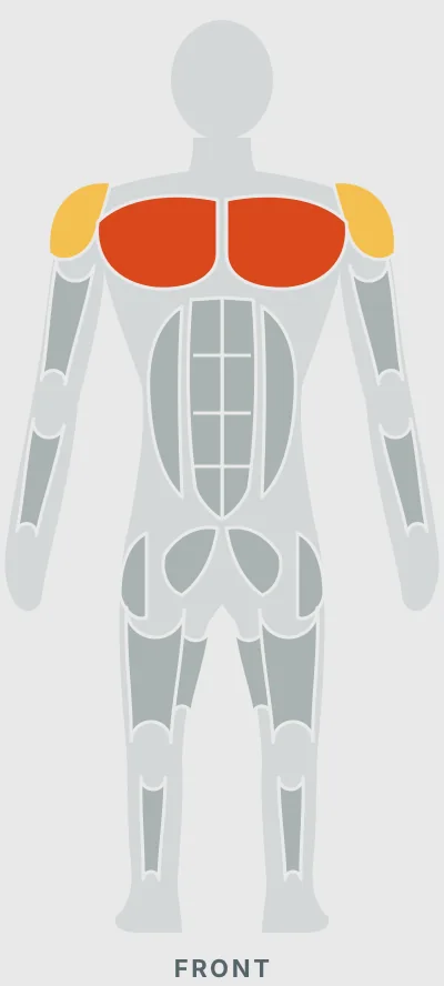 Incline Dumbbell Bench Press: muscles worked, front view