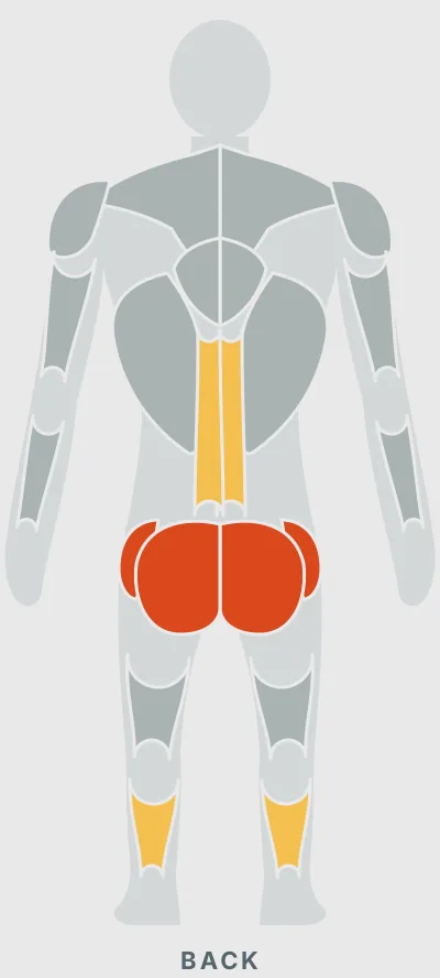 Lateral Mini-Band Walk: muscles worked, back view