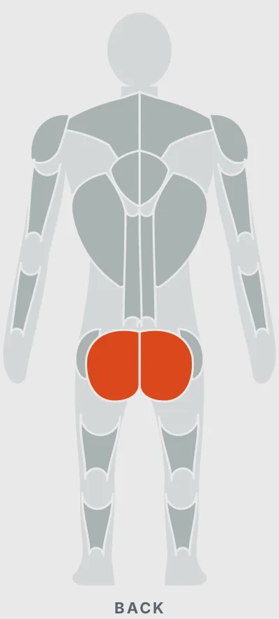 Lunge: muscles worked, back view