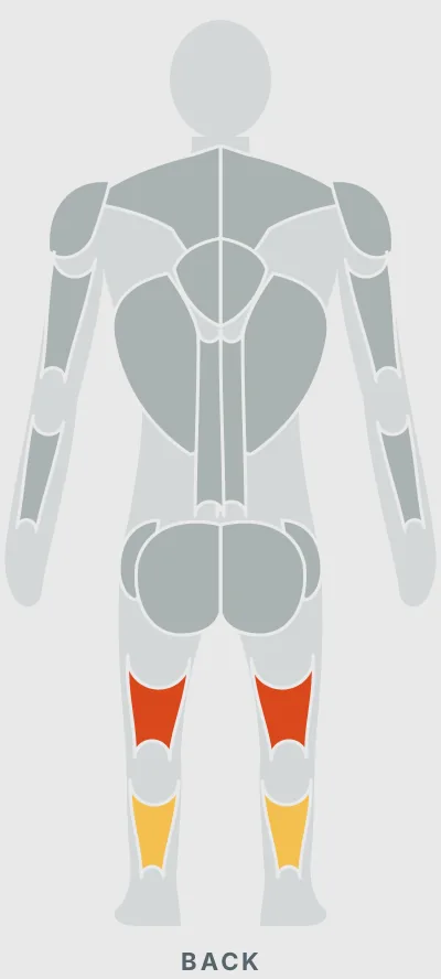 Lying Leg Curl: muscles worked, back view