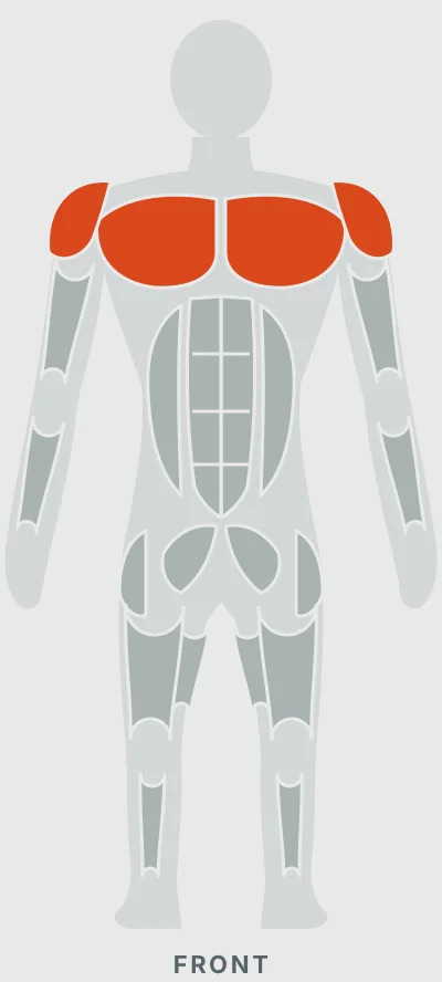Parallel Dip Bar: muscles worked, front view