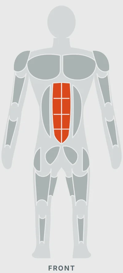 Plank: muscles worked, front view