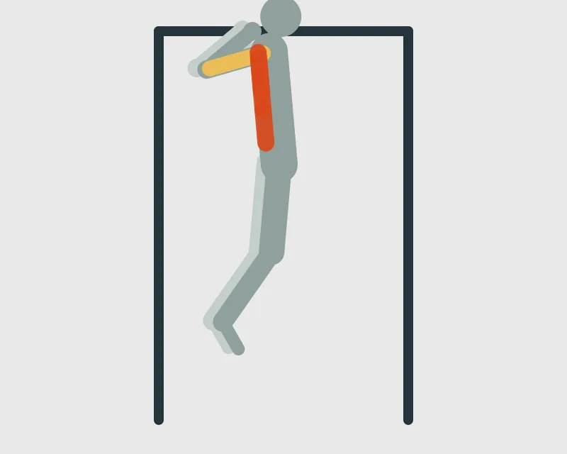 Pull Up with a Supinated Grip, end position
