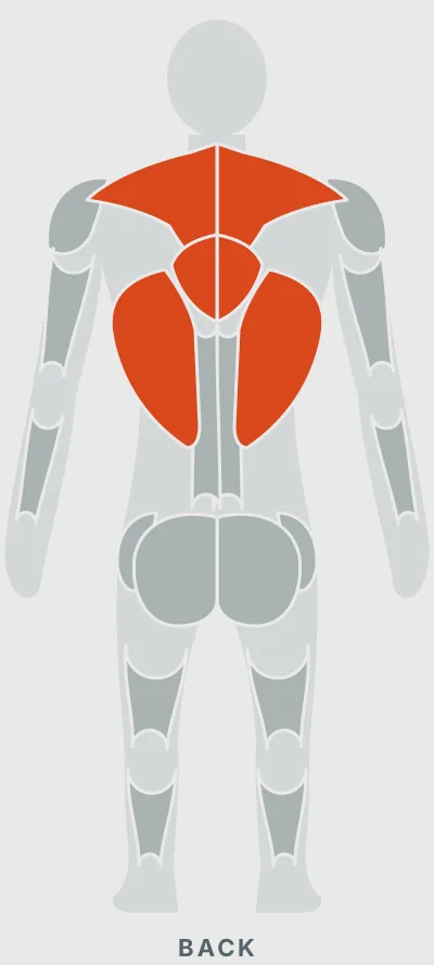 Pull Up: muscles worked, back view