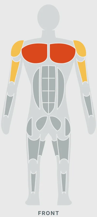 Push Ups: muscles worked, front view