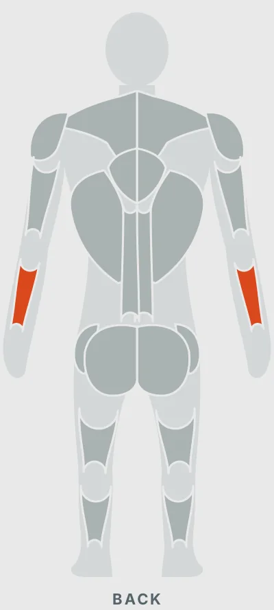 Reverse Barbell Curl: muscles worked, back view