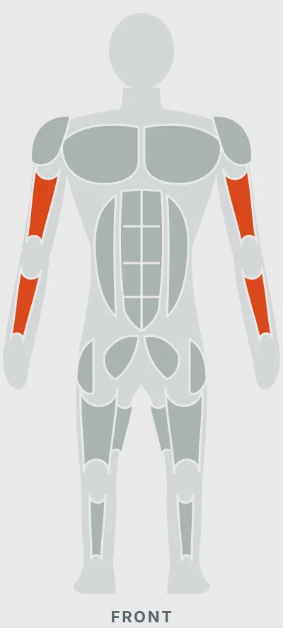 Reverse Barbell Curl: muscles worked, front view