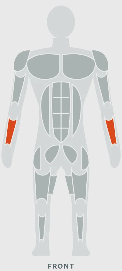 Seated Barbell Wrist Curl: muscles worked, front view