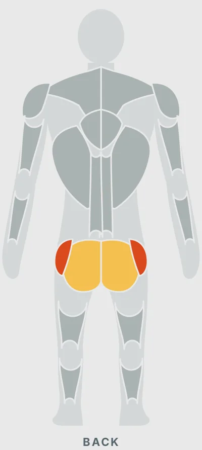 Seated Hip Abduction Machine: muscles worked, back view