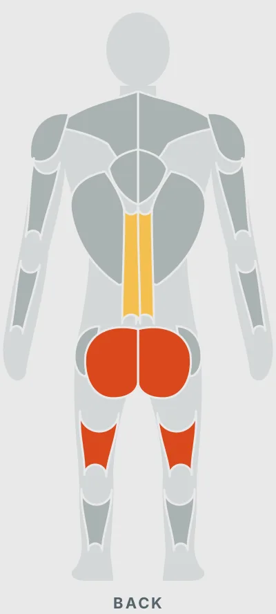 Single Leg Bodyweight Deadlift: muscles worked, back view