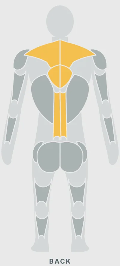 Squat Sit to Reach: muscles worked, back view