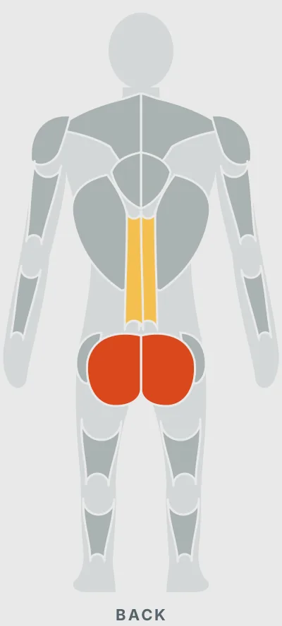 Squat: muscles worked, back view