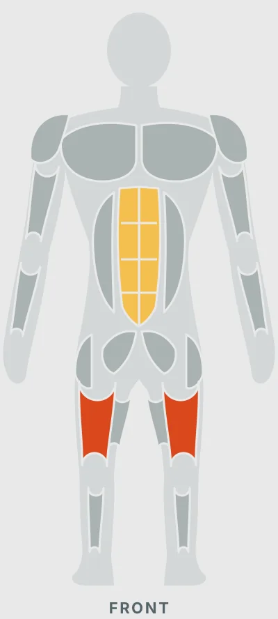 Squat: muscles worked, front view