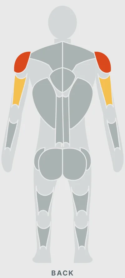 Standing Barbell Shoulder Press: muscles worked, back view