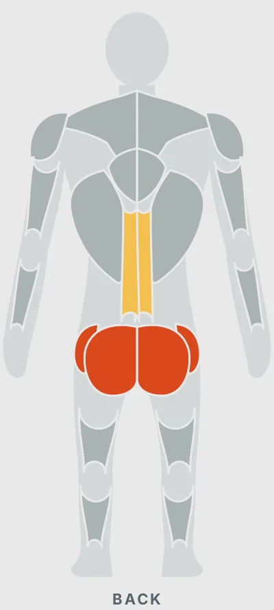 Standing Cable Abduction: muscles worked, back view