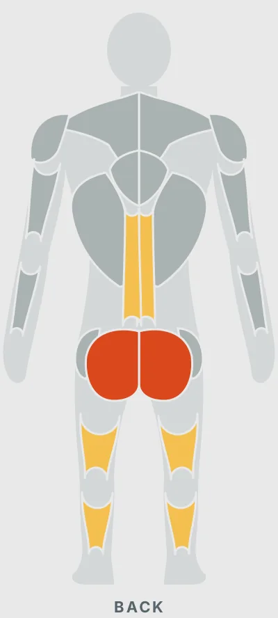 Standing Cable Kickback: muscles worked, back view