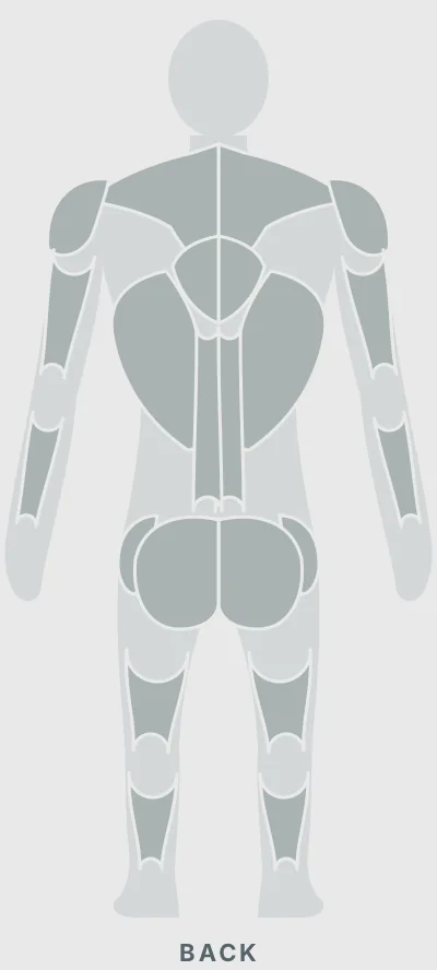Standing High Pulley Cable Curl: muscles worked, back view