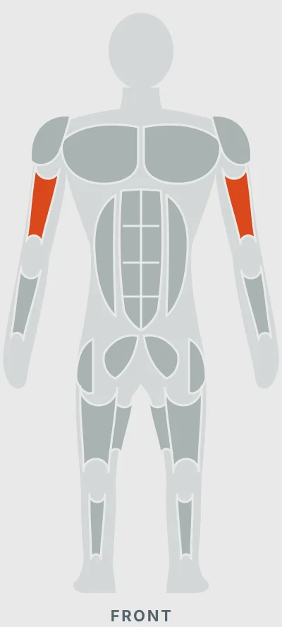 Standing High Pulley Cable Curl: muscles worked, front view