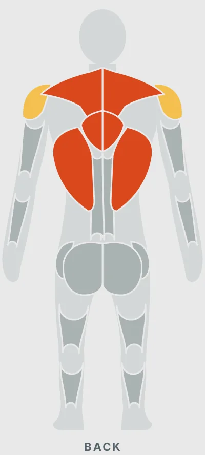 T-Bar Rows: muscles worked, back view