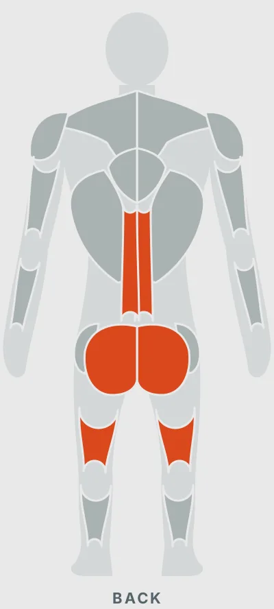 Trap Bar Deadlift: muscles worked, back view