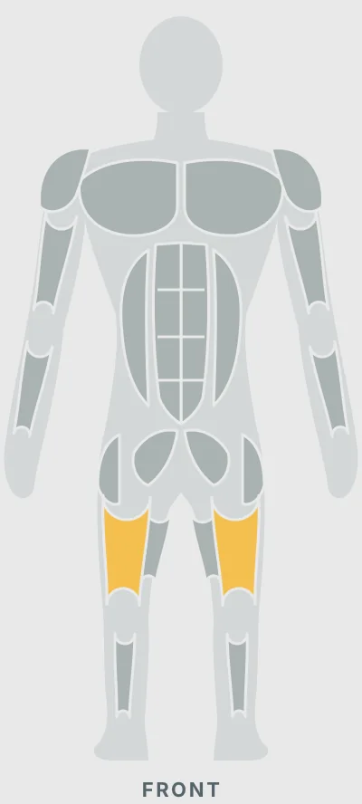 Trap Bar Deadlift: muscles worked, front view