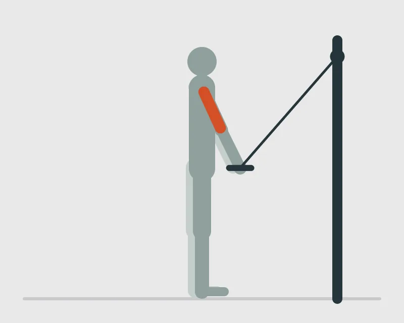 Triceps Pressdown, end position